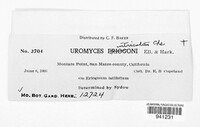 Uromyces intricatus image